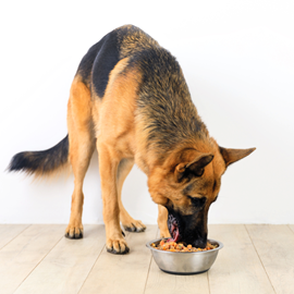 Alleva - croquettes sans céréales poulet & canard pour chien de grande taille