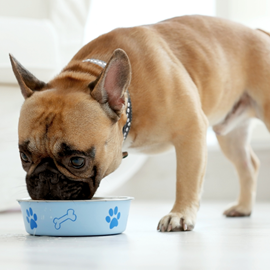 Alleva - croquettes sans céréales poisson pour chien de petite taille