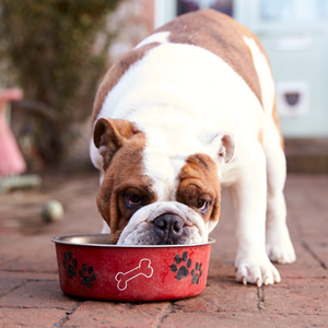 Alleva - croquettes sans céréales poisson pour chien de moyenne et grande taille