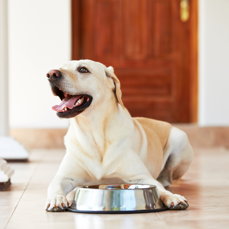Octave prestige - croquettes au canard pour chien de moyenne et grande taille