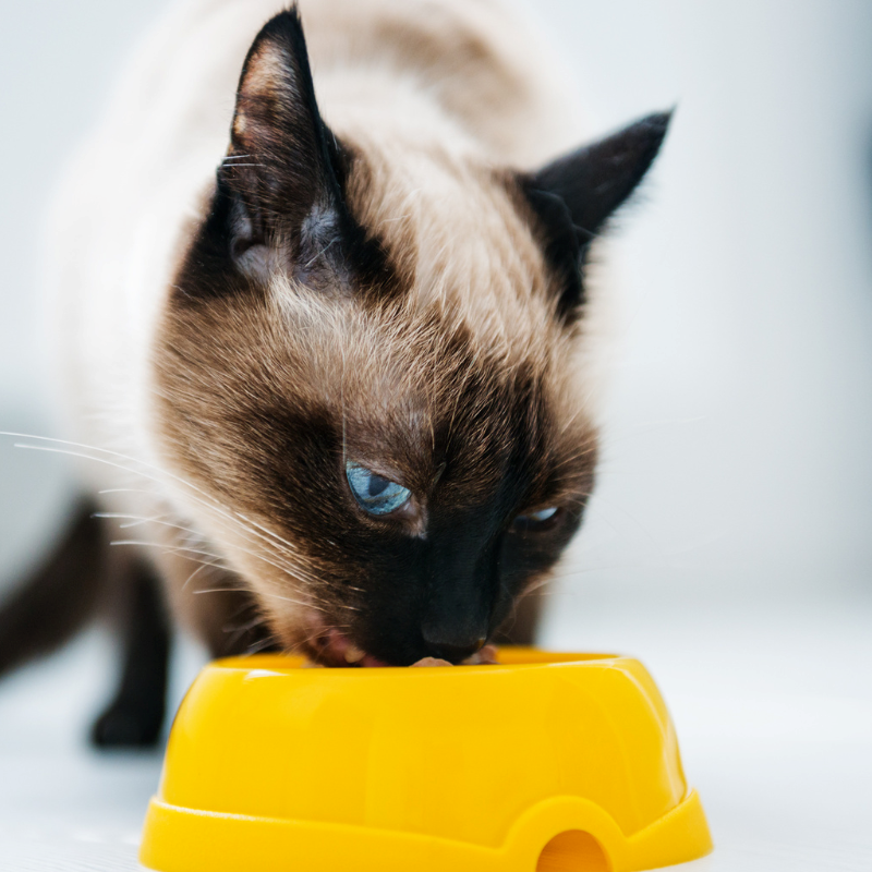 Octave prestige - croquettes au poulet pour chat stérilisé