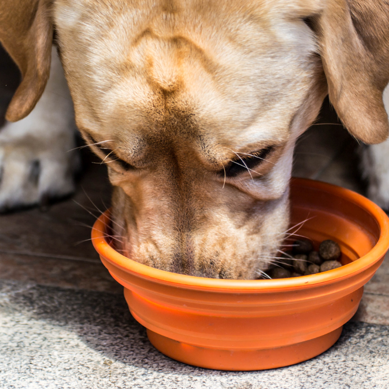 Eukanuba - croquettes au poulet pour chien de grande taille