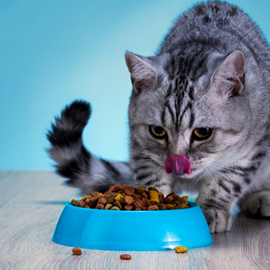 Eukanuba - croquettes au poulet pour chat