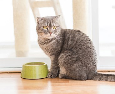 Eukanuba - croquettes au poulet pour chat stérilisé