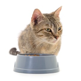 Eukanuba - croquettes sans céréales au saumon pour chat