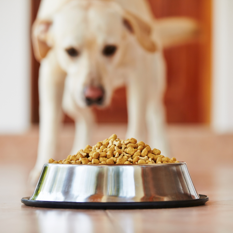 Carnilove - Carnilove - croquettes sans cérales true fresh au poisson pour chien