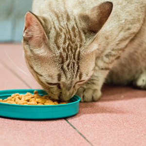 Carnilove  - croquettes sans céréales poulet & lapin pour chat