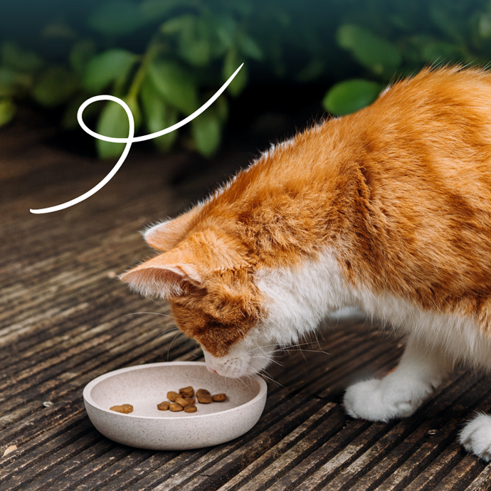 Yarrah - croquettes biologiques sans blé poulet & poisson pour chat ...