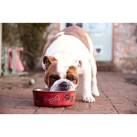 Carnilove - croquettes sans céréales true fresh à la dinde pour chien senior