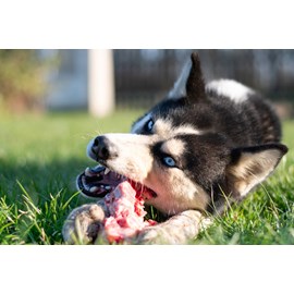 Carnilove - croquettes sans céréales agneau & sanglier pour chien