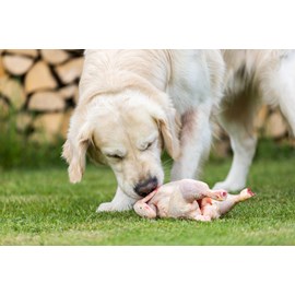 Carnilove - croquettes sans céréales true fresh à la dinde pour chien