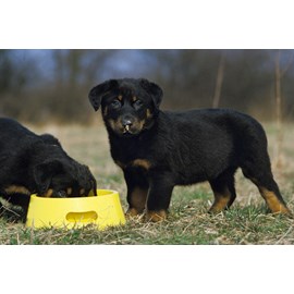 Alleva - croquettes sans céréales poulet et canard pour chiot de taille moyenne