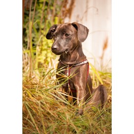 Alleva - croquettes sans céréales poulet et canard pour chiot de grande taille