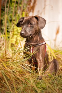 Alleva - croquettes sans céréales poulet et canard pour chiot de grande taille