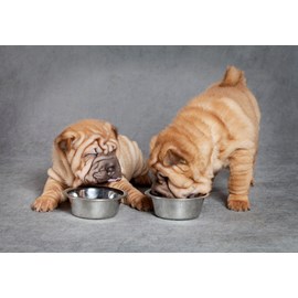 Alleva - croquettes sans céréales poisson pour chiot de taille moyenne