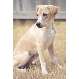 Alleva - croquettes sans céréales poisson pour chiot de grande taille