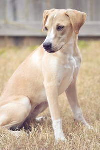 Alleva - croquettes sans céréales poisson pour chiot de grande taille