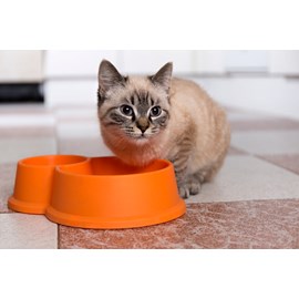 Alleva - croquettes sans céréales poulet & canard pour chaton