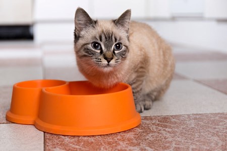 Alleva - croquettes sans céréales poulet & canard pour chaton