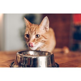 Invers - croquettes aux insectes pour chat adulte & stérilisé