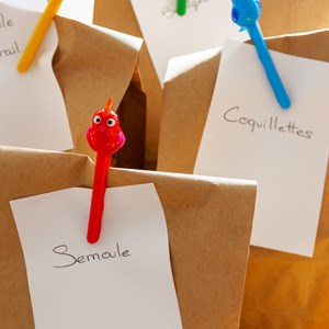 Set de 4 pinces à sachet  multicolore