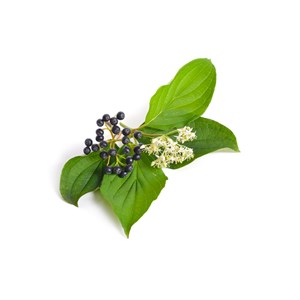 Cornouiller sanguin bio - 15ml (cornus sanguinea) – macérat concentré de bourgeo 15