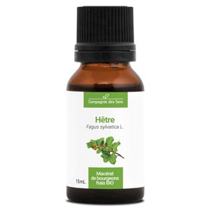 Hêtre bio - 15ml (fagus sylvatica) – macérat concentré de bourgeons frais 15