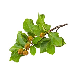 Hêtre bio - 30ml (fagus sylvatica) – macérat concentré de bourgeons frais 30