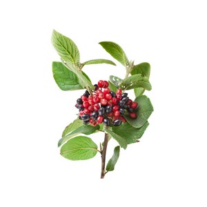Viorne bio - 15ml (viburnum lantana) – macérat concentré de bourgeons frais 15