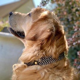 Collier pour chien okapia johnstoni - taille l - noir