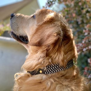 Collier pour chien okapia johnstoni - taille l - noir