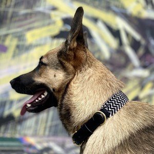 Collier pour chien okapia johnstoni - taille l - noir