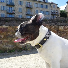 Collier pour chien okapia johnstoni - taille xl - noir