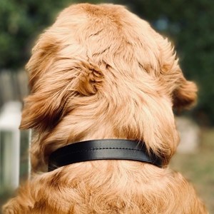 Collier pour chien canis lupus - taille xs - noir