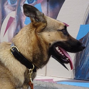 Collier pour chien canis lupus - taille m - noir