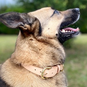 Collier pour chien canis lupus - taille l- noir