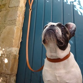 Collier pour chien canis lupus - taille xl- marron