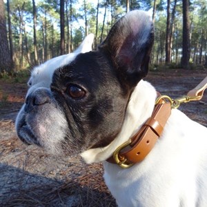 Collier pour chien canis lupus - taille xl- marron