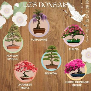 Kit 6 bonsais interieur complet
