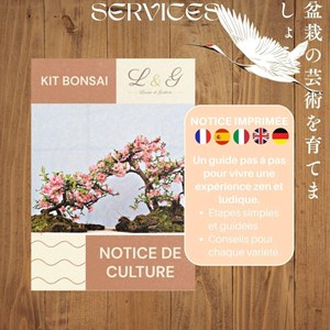 Kit 6 bonsais interieur complet