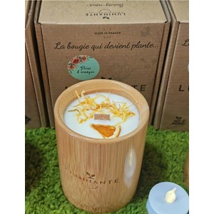 Bougie qui devient plante fleur oranger