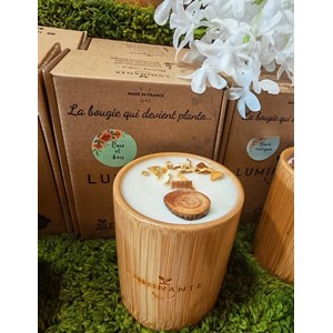 Bougie qui devient plante fl. Coton