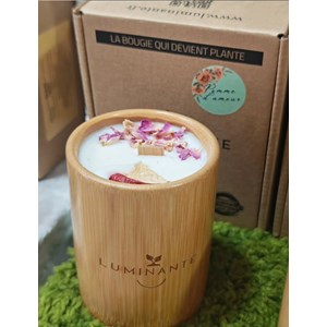 Bougie qui devient plante pomme amour