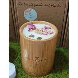 Bougie qui devient plante fleurtiaré