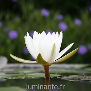 Bougie qui devient plante lotus