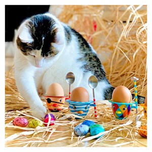 Coquetier design  arlequin