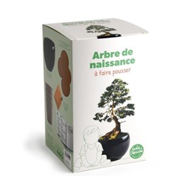 Kit arbre de naissance - cèdre