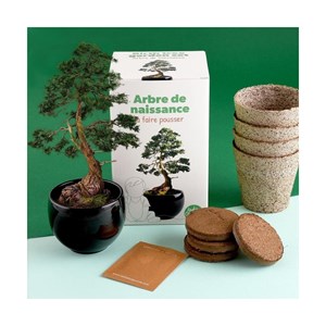Kit arbre de naissance - cèdre