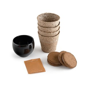 Kit arbre de naissance - cèdre