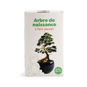 Kit arbre de naissance - cèdre